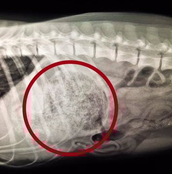 Illustration de l'article : Un chien engloutit un tube de colle superpuissante